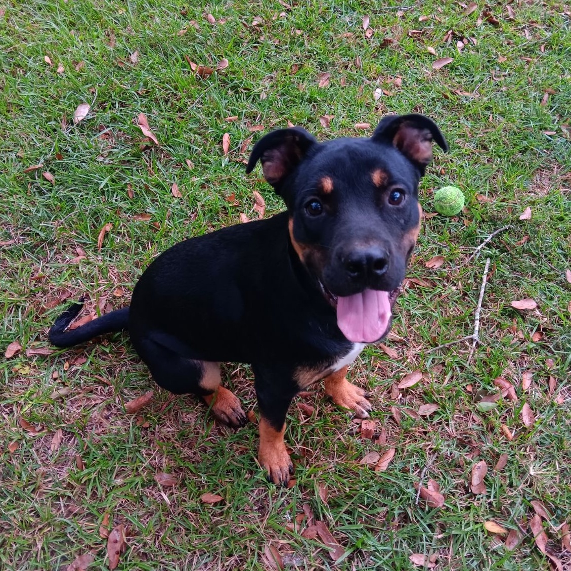 Scooby, a Adopted Rottweiler in Sunset, LA image 2/5