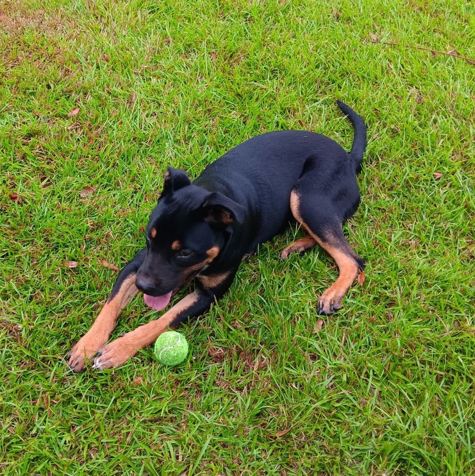 Scooby, a Adopted Rottweiler in Sunset, LA image 3/5