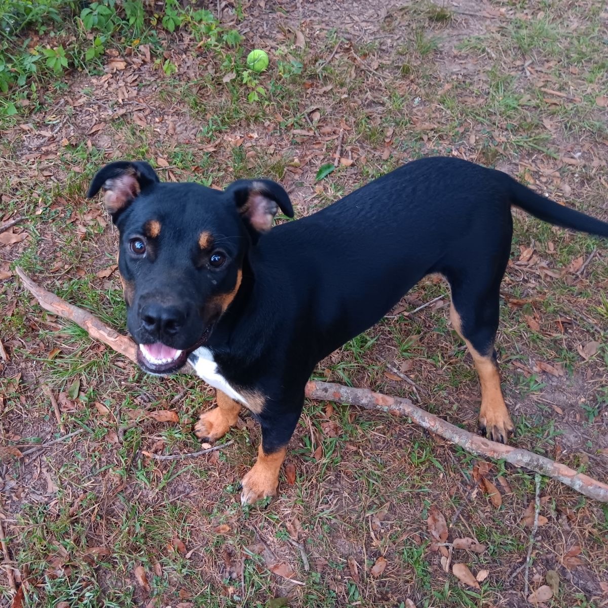 Scooby, a Adopted Rottweiler in Sunset, LA image 4/5