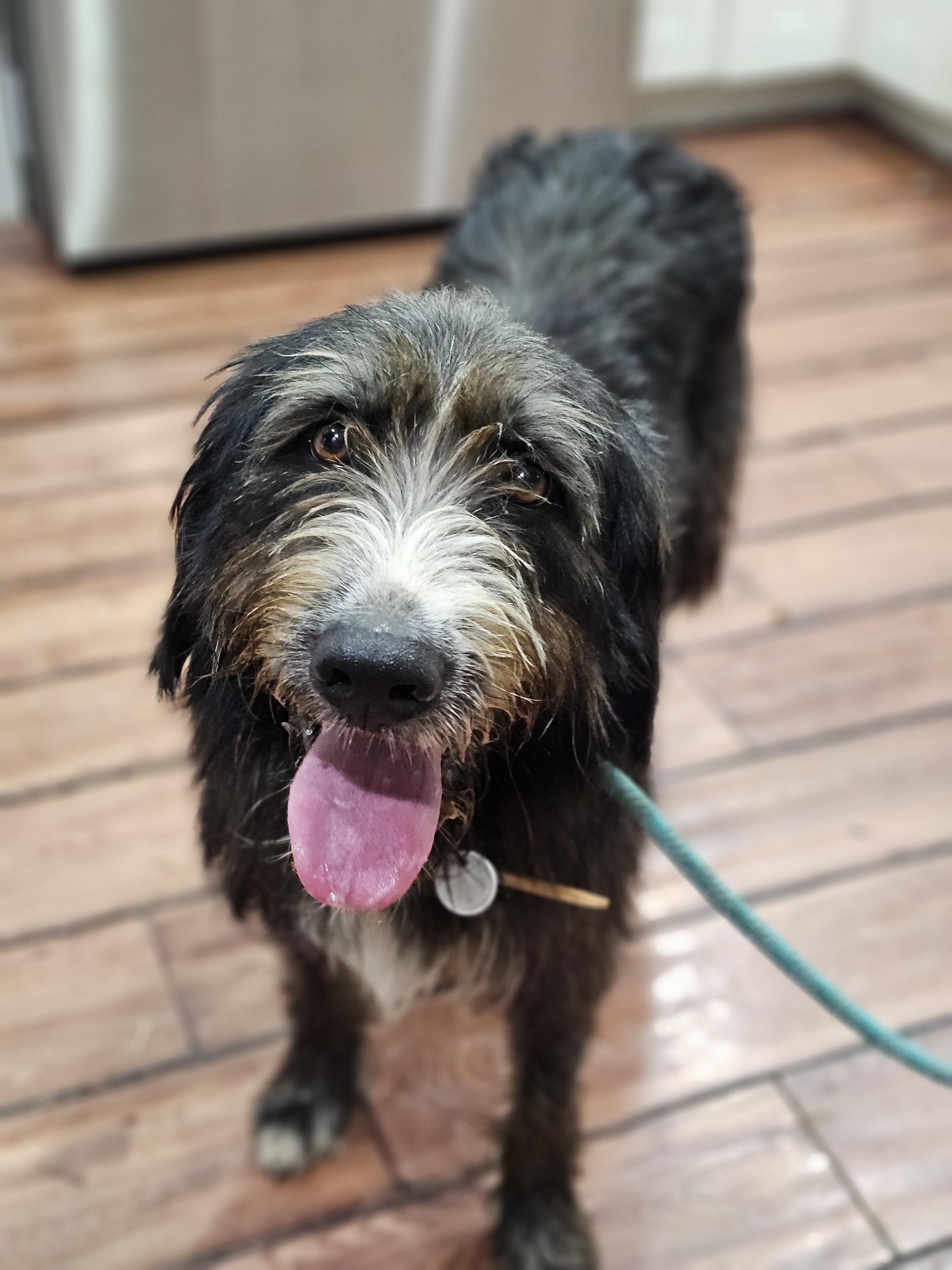 Archie, an adoptable Labradoodle, Aussiedoodle in O Fallon, IL, 62269 | Photo Image 4