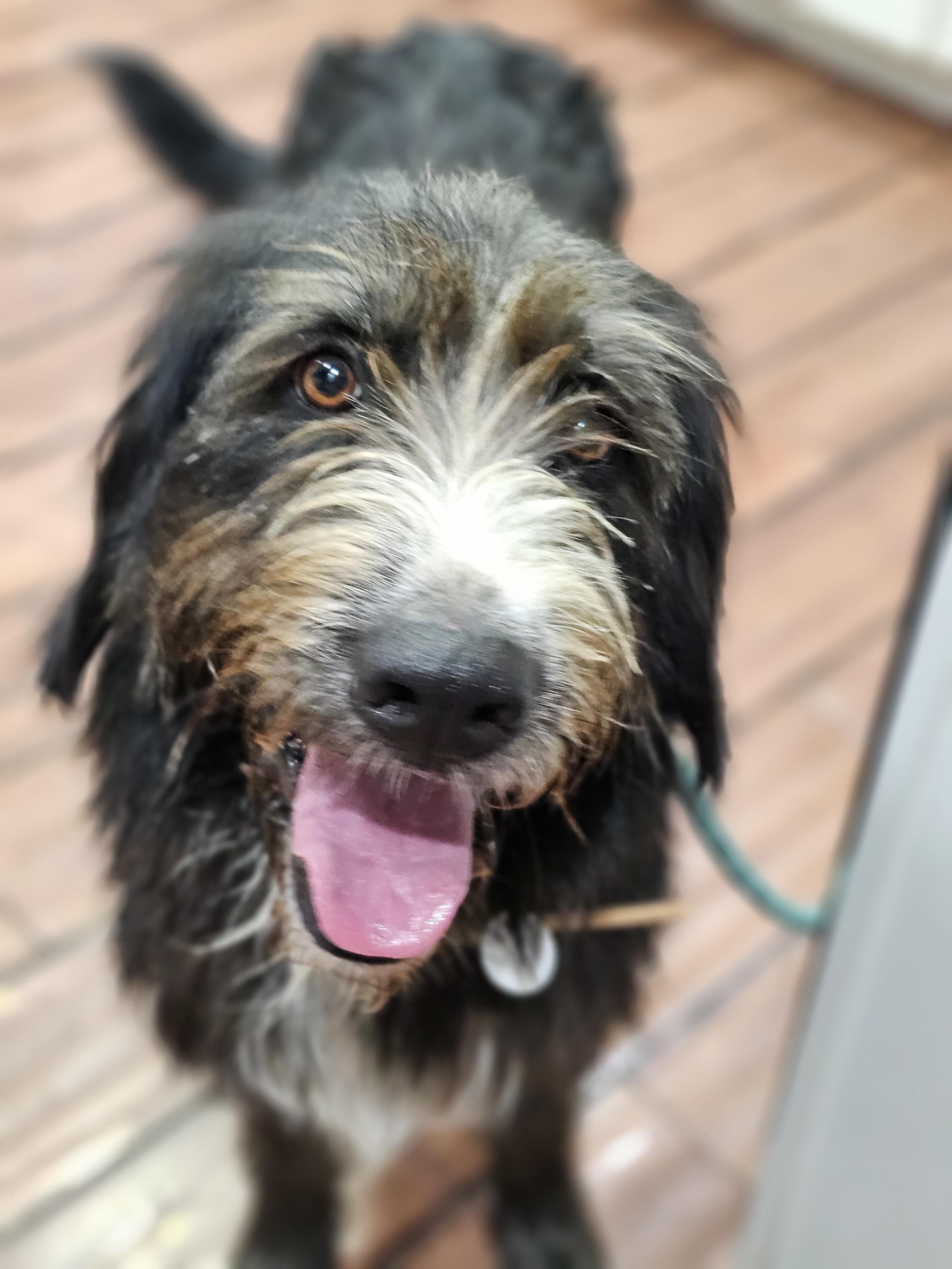 Archie, an adoptable Labradoodle, Aussiedoodle in O Fallon, IL, 62269 | Photo Image 2