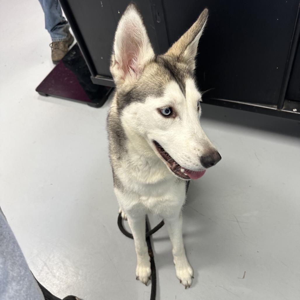 Faith Hill, Adoptable, Young Female Husky.