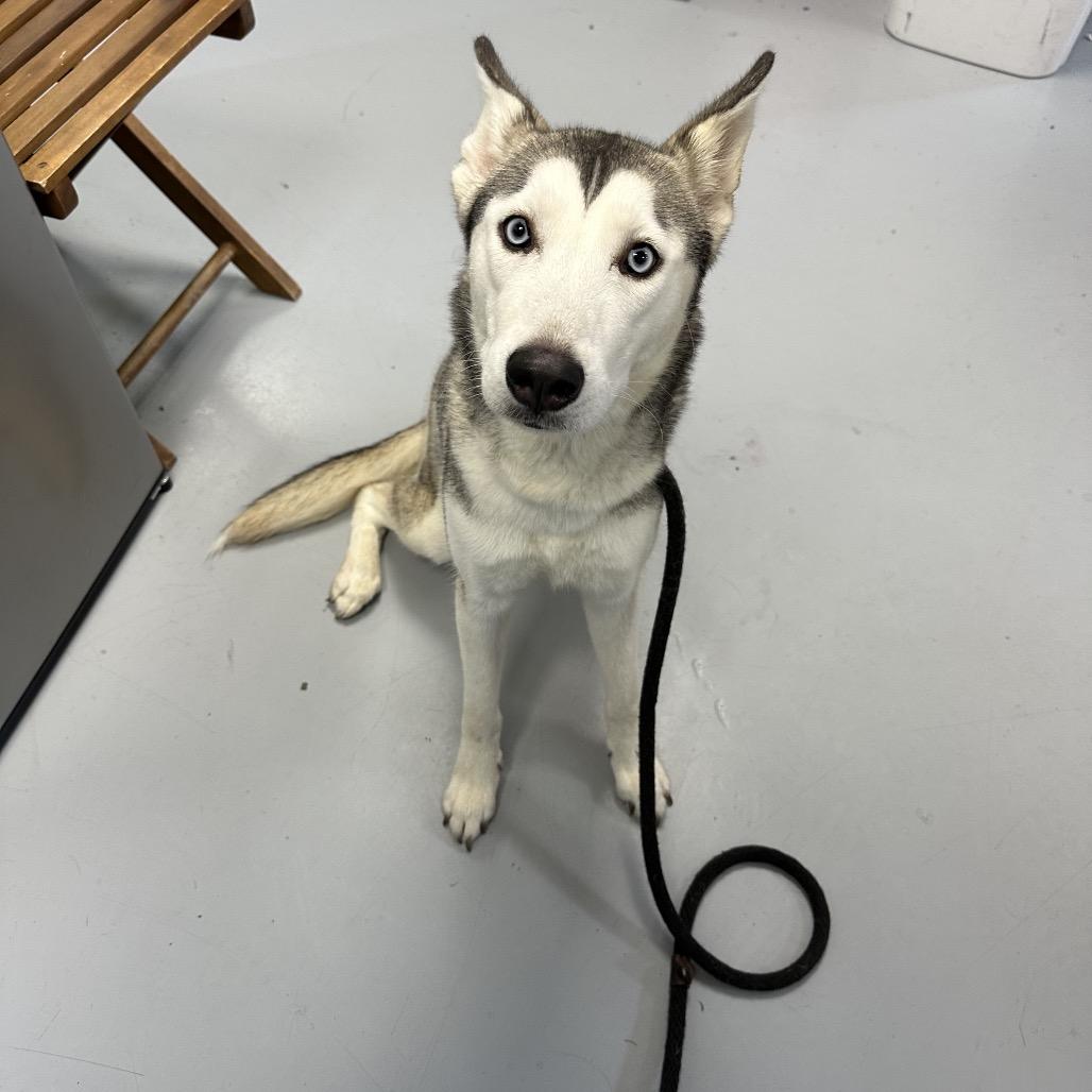 Faith Hill, a Adoptable Husky in Ponca City, OK image 2/4