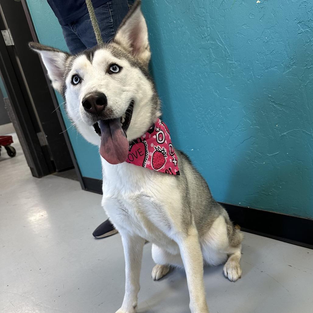 Faith Hill, a Adoptable Husky in Ponca City, OK image 3/4