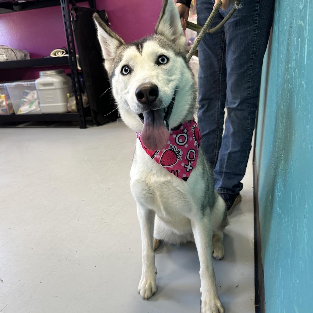 Faith Hill, a Adoptable Husky in Ponca City, OK image 4/4