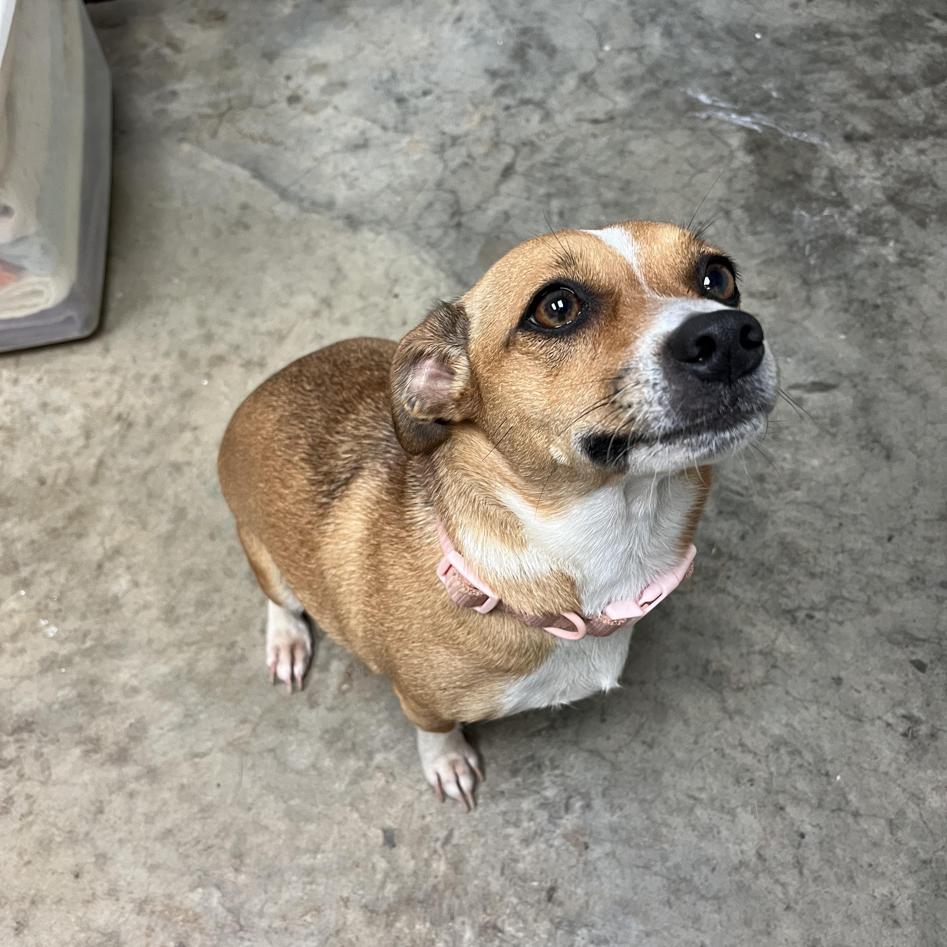 Hope, adopted, Young Female Mixed Breed & Chihuahua.