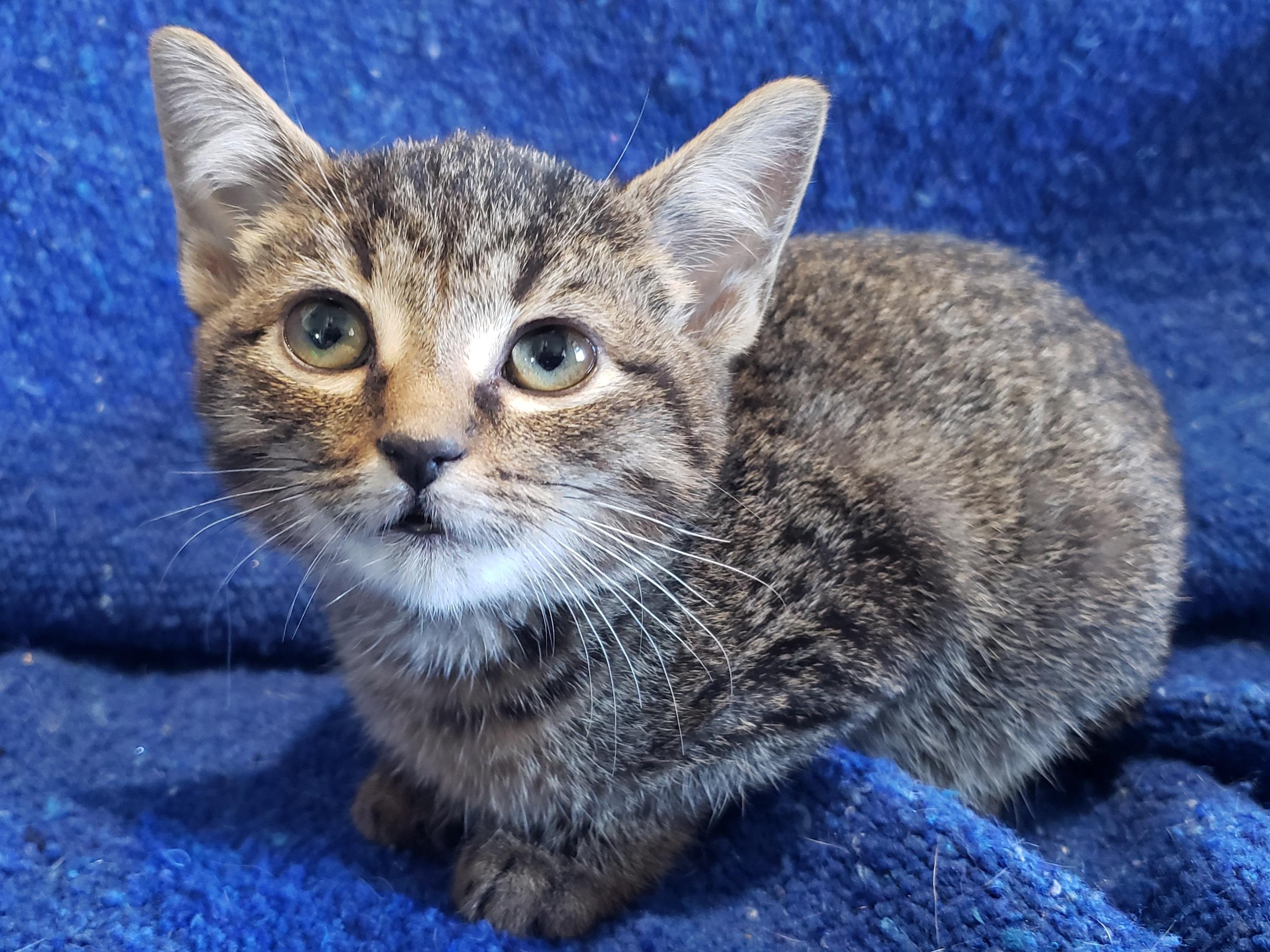 Willa, Adopted, Adult Female Domestic Short Hair.