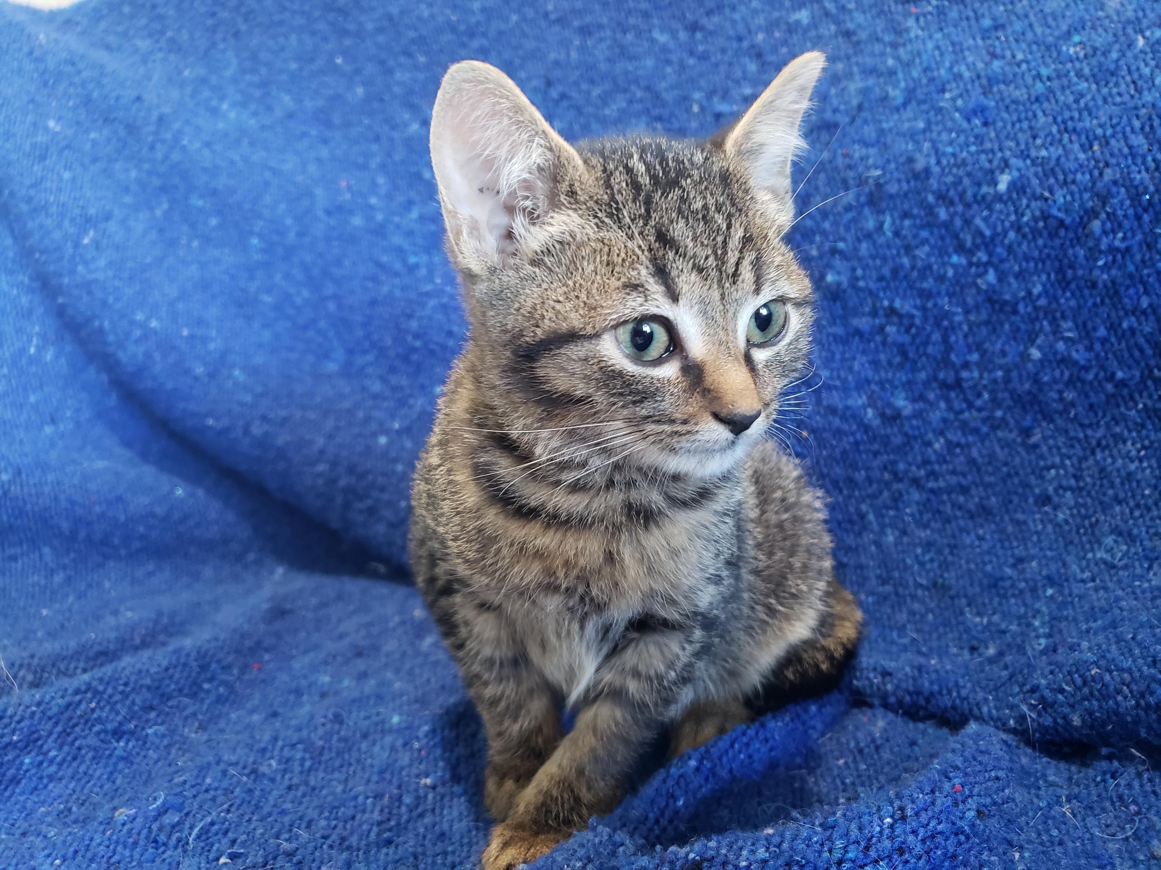 Enlarge Willa, a Adopted Domestic Short Hair in Alvin, TX image 6/6