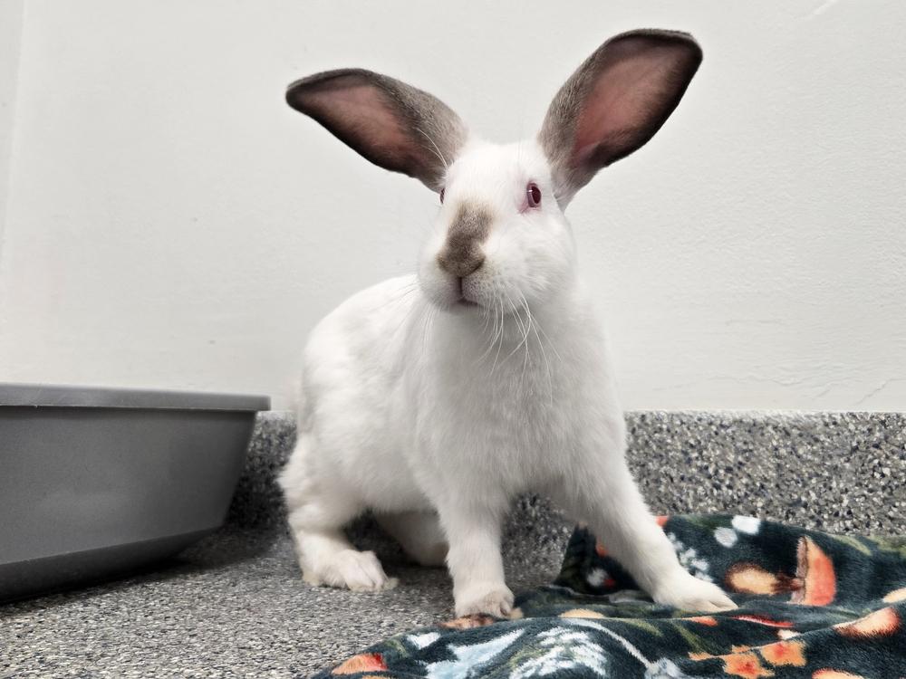Enlarge Raphael, a Adoptable Californian in Westford, MA image 1/6