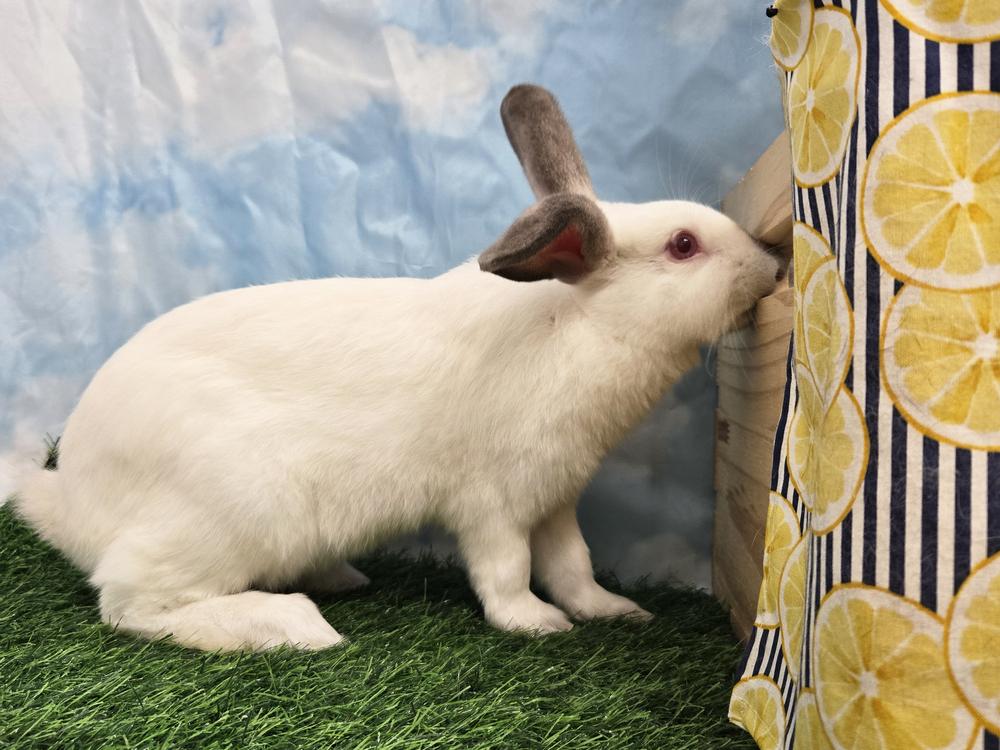 Enlarge Raphael, a Adoptable Californian in Westford, MA image 2/6