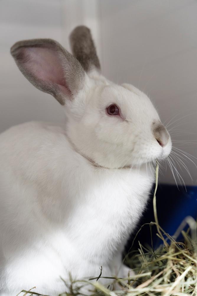 Enlarge Raphael, a Adoptable Californian in Westford, MA image 3/6