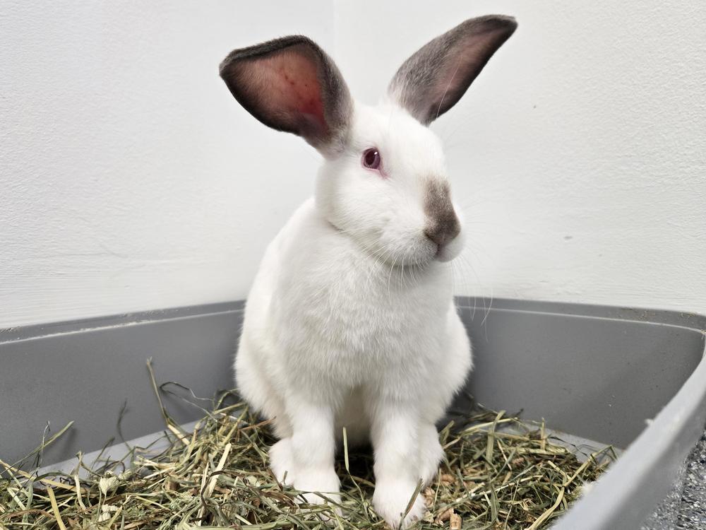 Enlarge Raphael, a Adoptable Californian in Westford, MA image 4/6