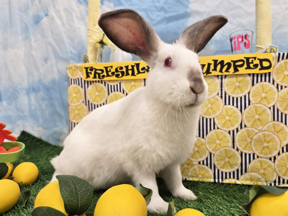 Enlarge Raphael, a Adoptable Californian in Westford, MA image 5/6