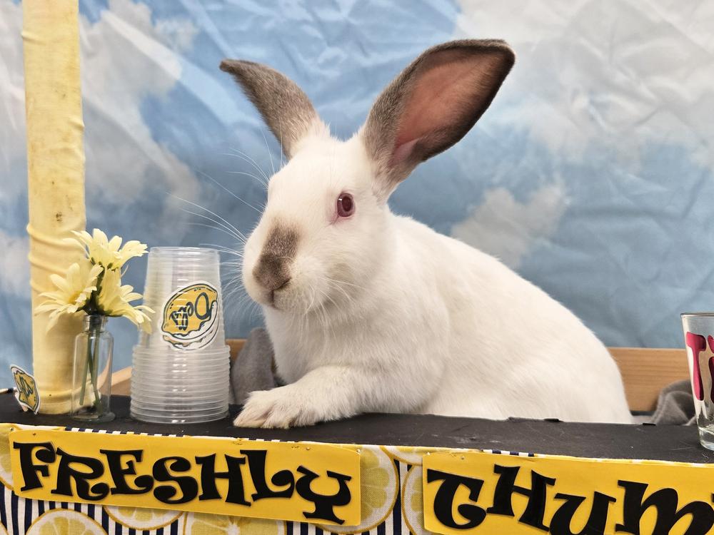 Enlarge Raphael, a Adoptable Californian in Westford, MA image 6/6