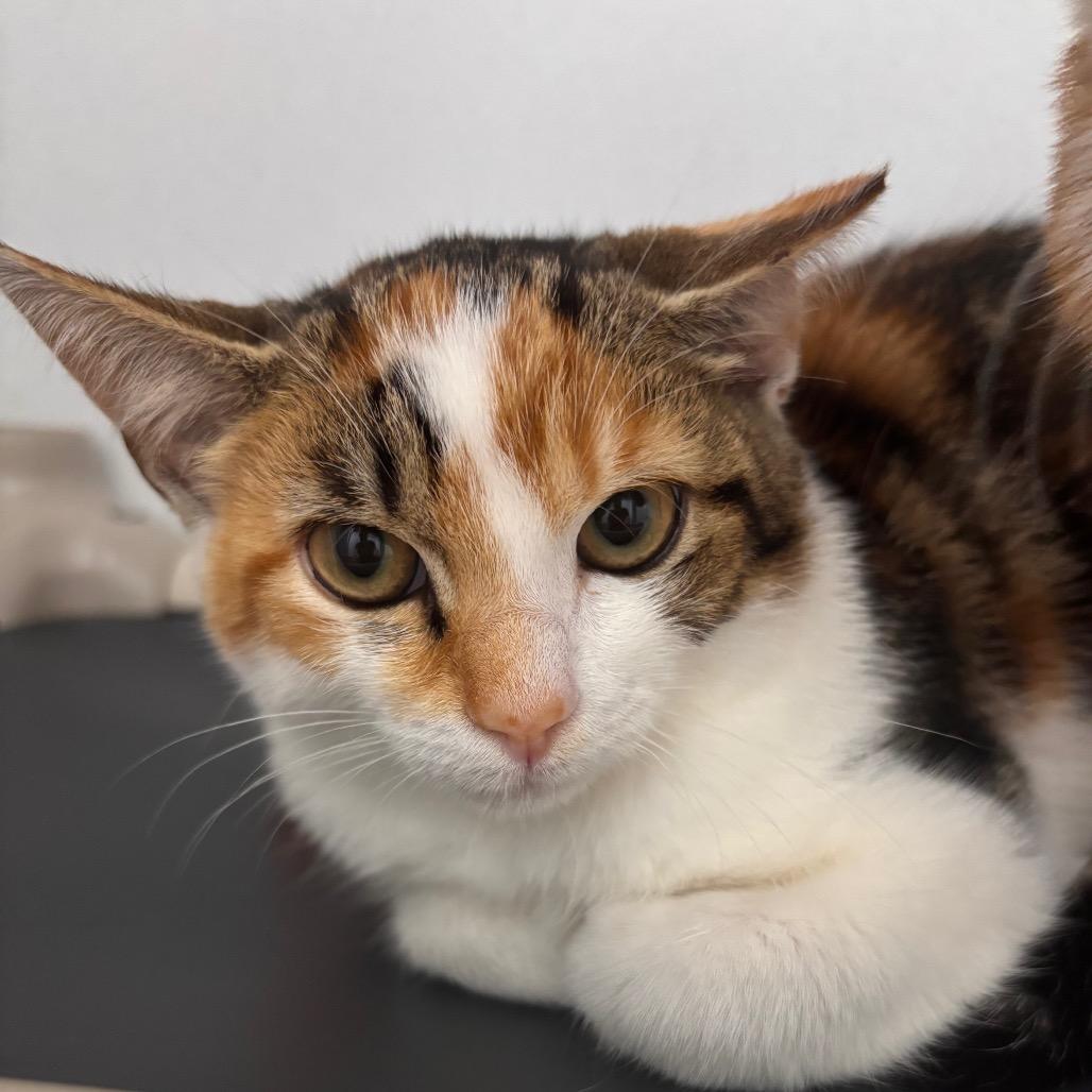 Joan of Ark, Adoptable, Kitten Female Domestic Short Hair & Domestic Short Hair.