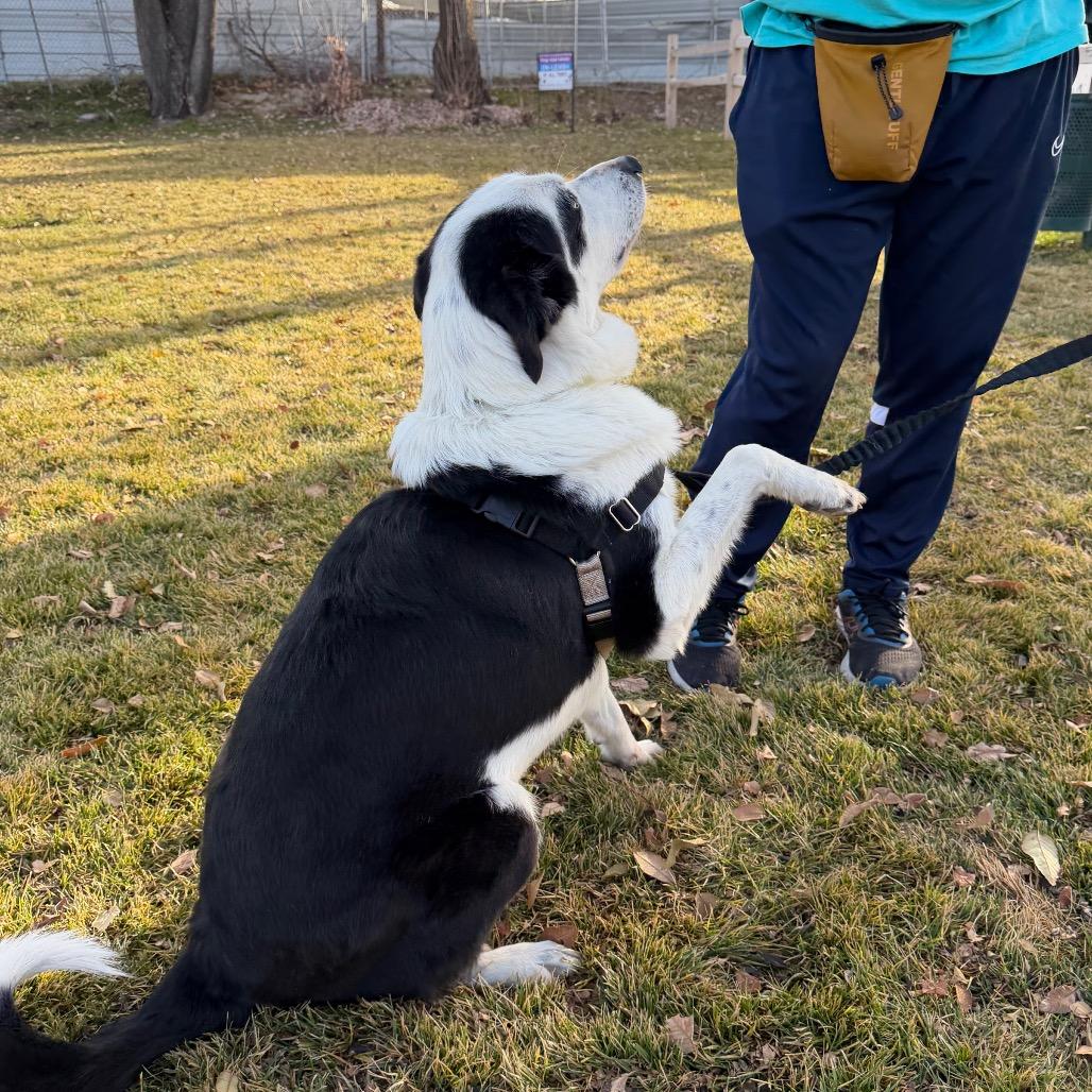 Mona, a Adoptable Mixed Breed in Murray, UT image 1/5