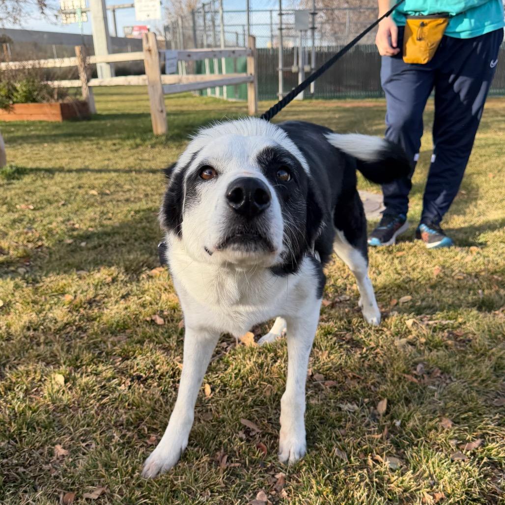 Mona, a Adoptable Mixed Breed in Murray, UT image 2/5