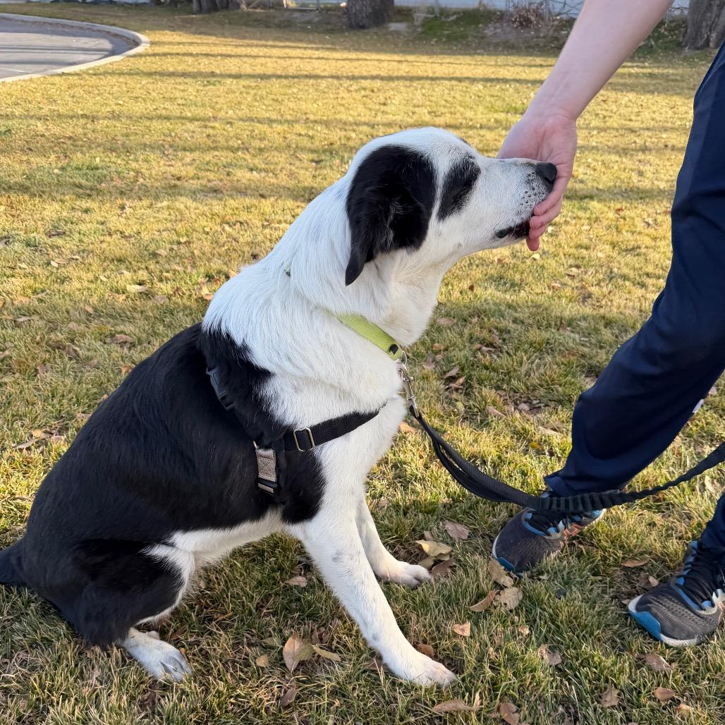 Mona, a Adoptable Mixed Breed in Murray, UT image 3/5