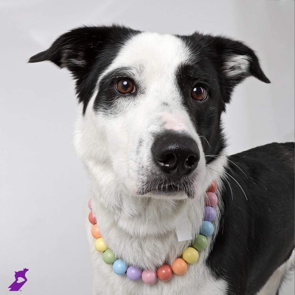 Mona, a Adoptable Mixed Breed in Murray, UT image 5/5