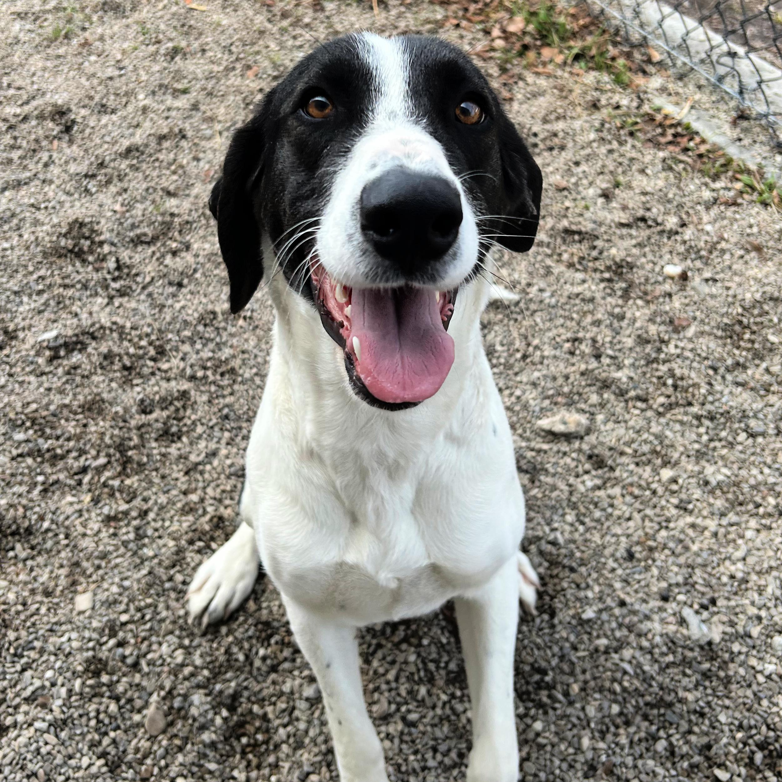 Birdy, ADOPTABLE, Adult Female Pointer.