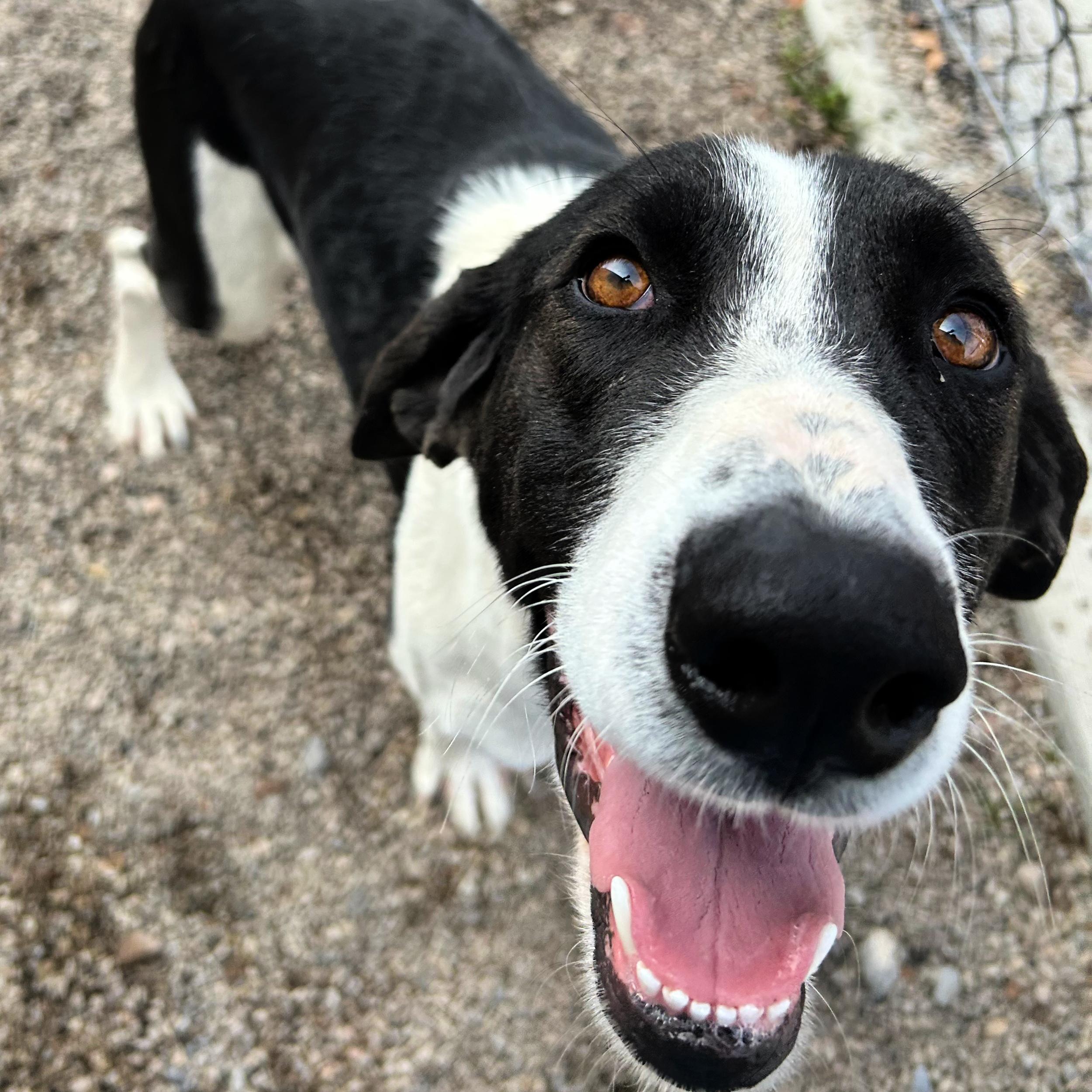 Enlarge Birdy, a ADOPTABLE mixed breed in Lindon, UT image 3/5