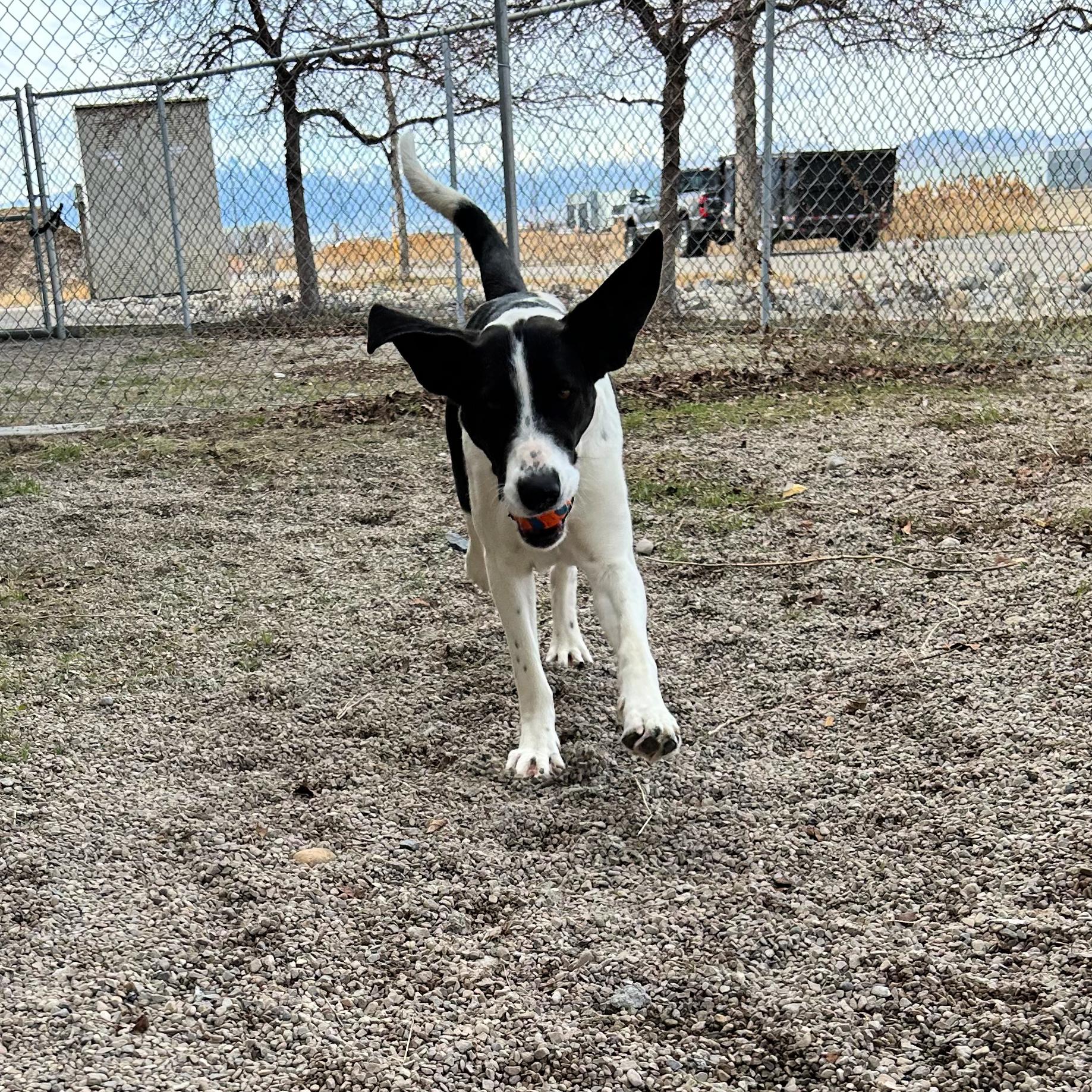 Enlarge Birdy, a ADOPTABLE mixed breed in Lindon, UT image 5/5