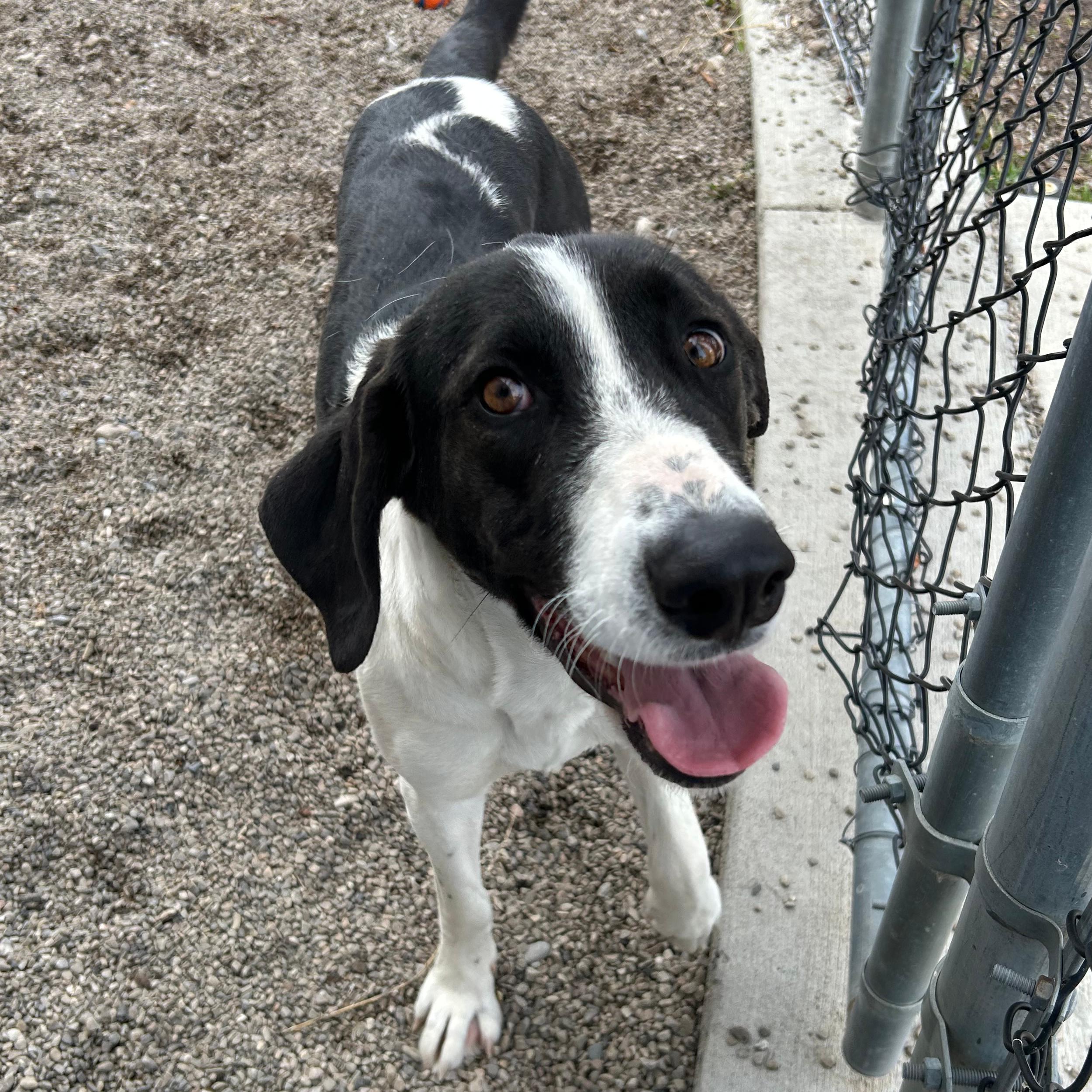 Enlarge Birdy, a ADOPTABLE mixed breed in Lindon, UT image 4/5