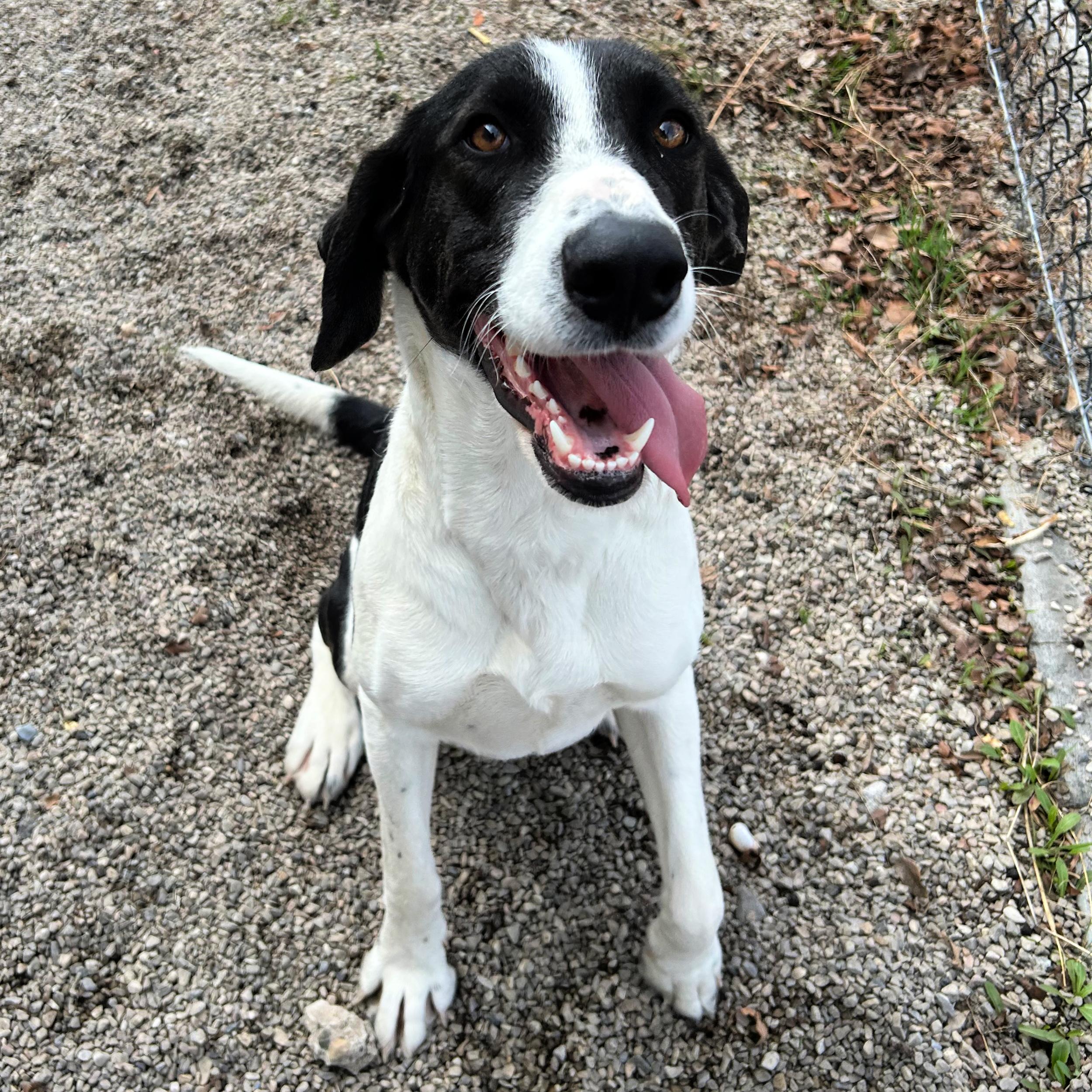 Enlarge Birdy, a ADOPTABLE mixed breed in Lindon, UT image 2/5