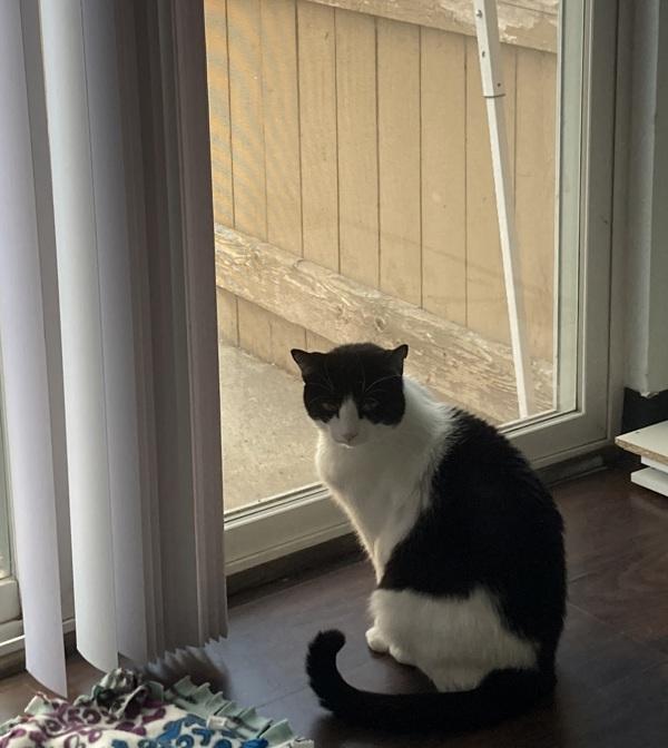 Pepper, Adoptable, Adult Male Domestic Short Hair.