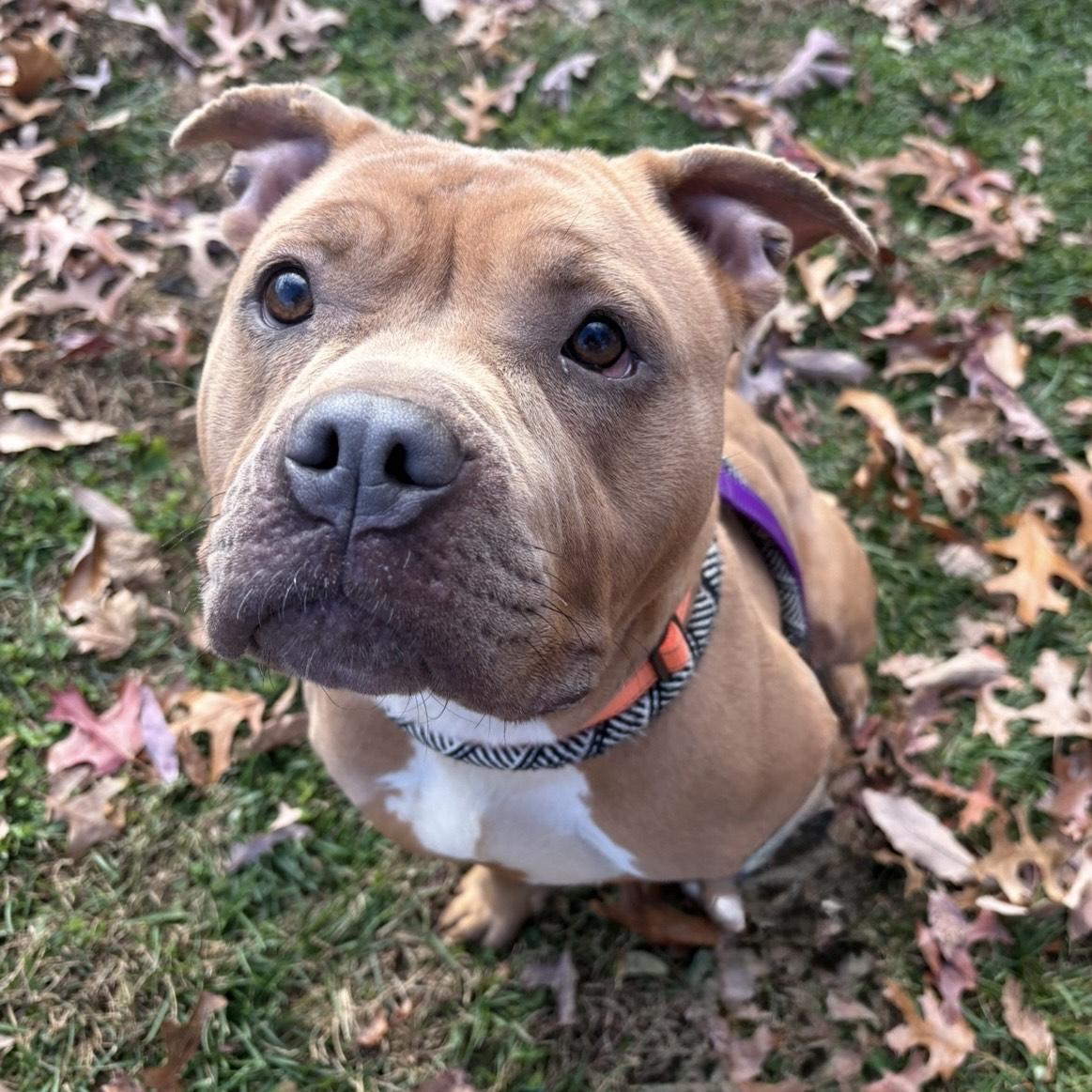 Cinnabon, Adoptable, Adult Female Pit Bull Terrier.