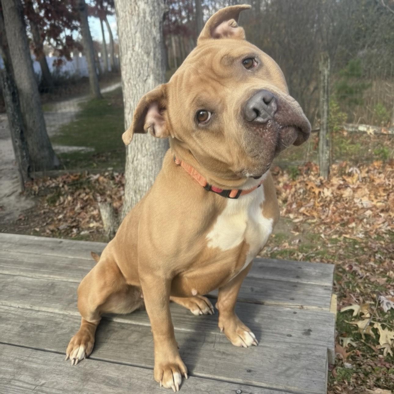 Enlarge Cinnabon, a Adoptable mixed breed in Eatontown, NJ image 3/6