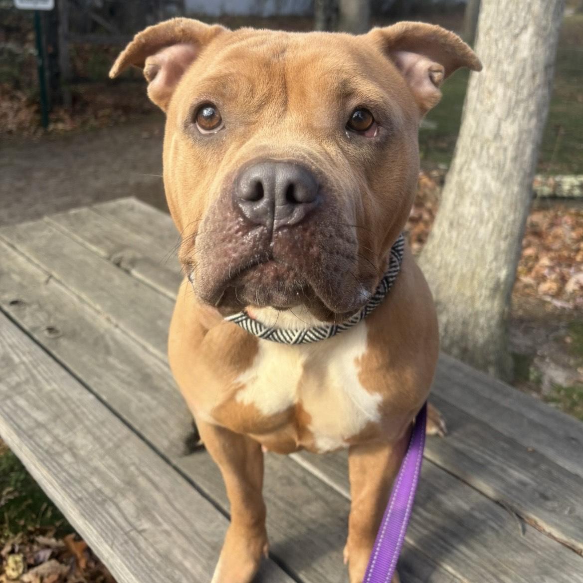 Enlarge Cinnabon, a Adoptable mixed breed in Eatontown, NJ image 4/6