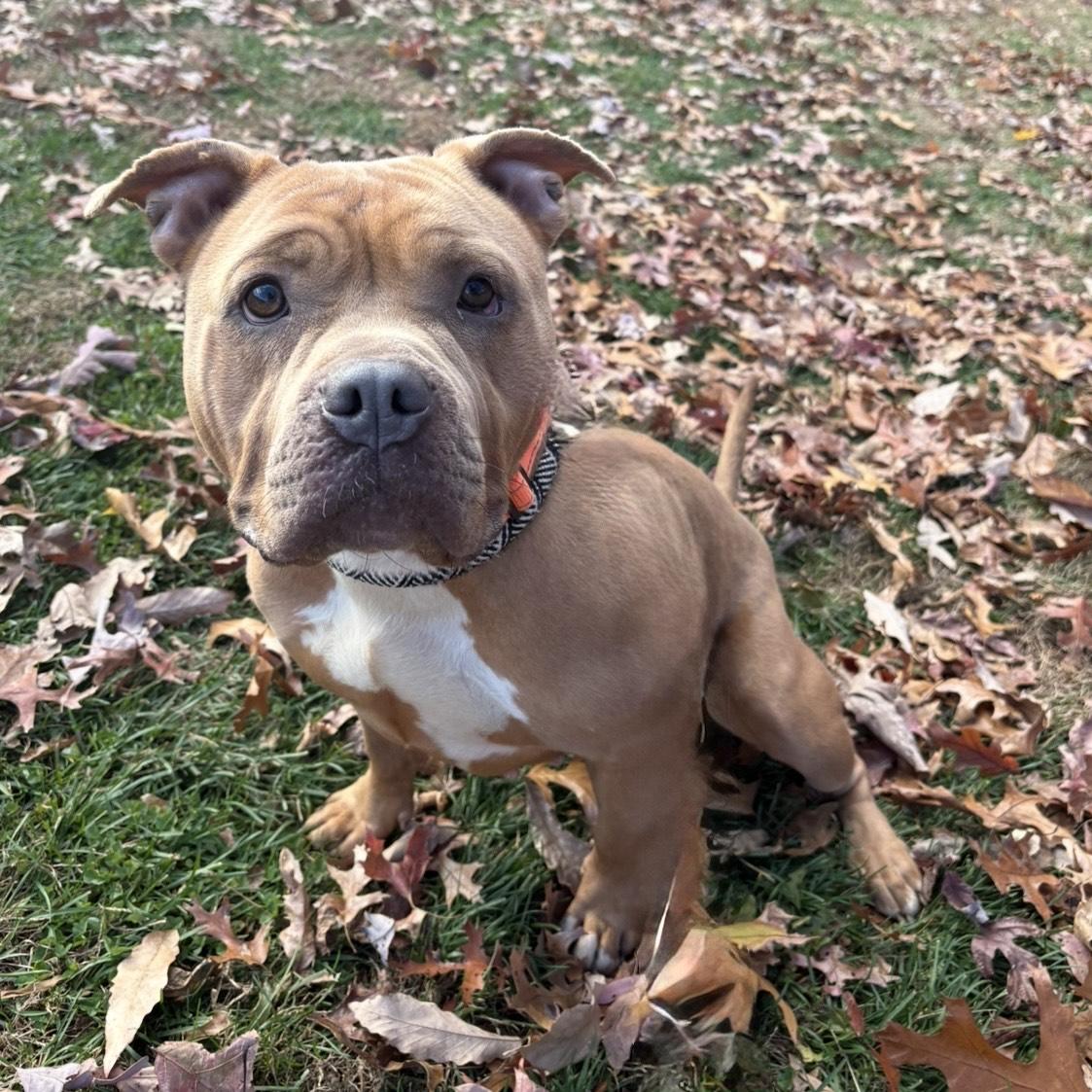 Enlarge Cinnabon, a Adoptable mixed breed in Eatontown, NJ image 5/6