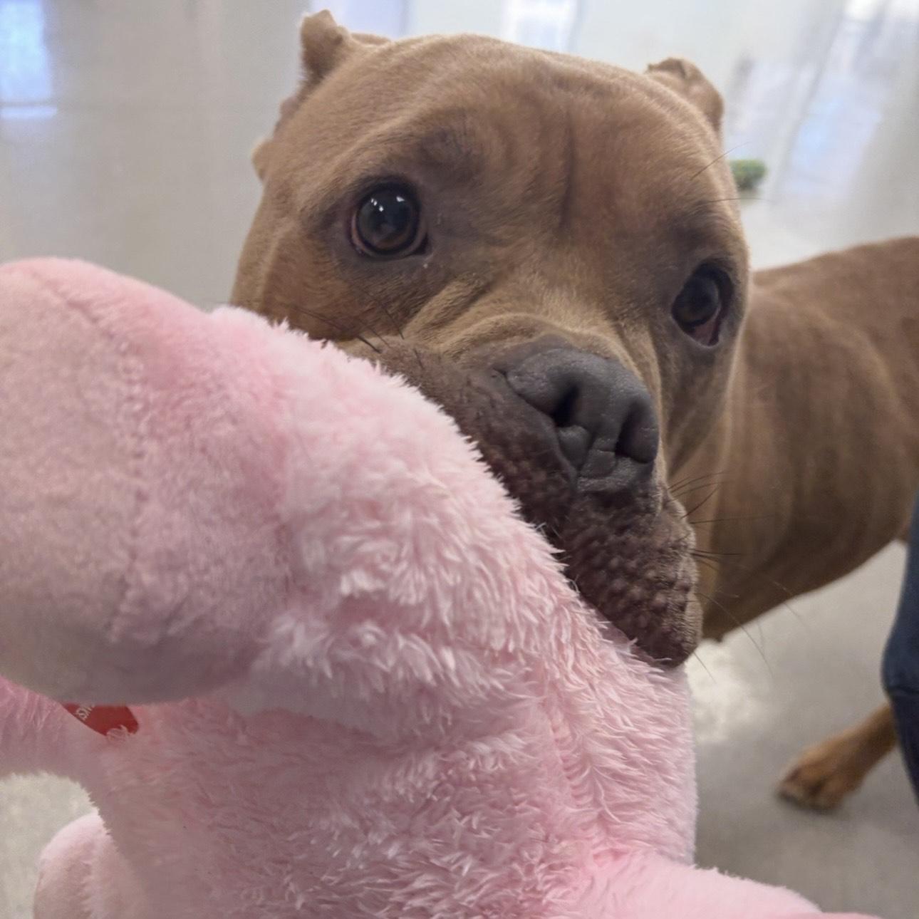 Enlarge Cinnabon, a Adoptable mixed breed in Eatontown, NJ image 6/6