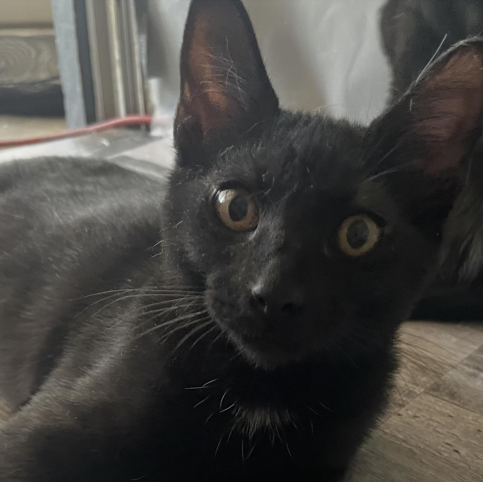 Jett