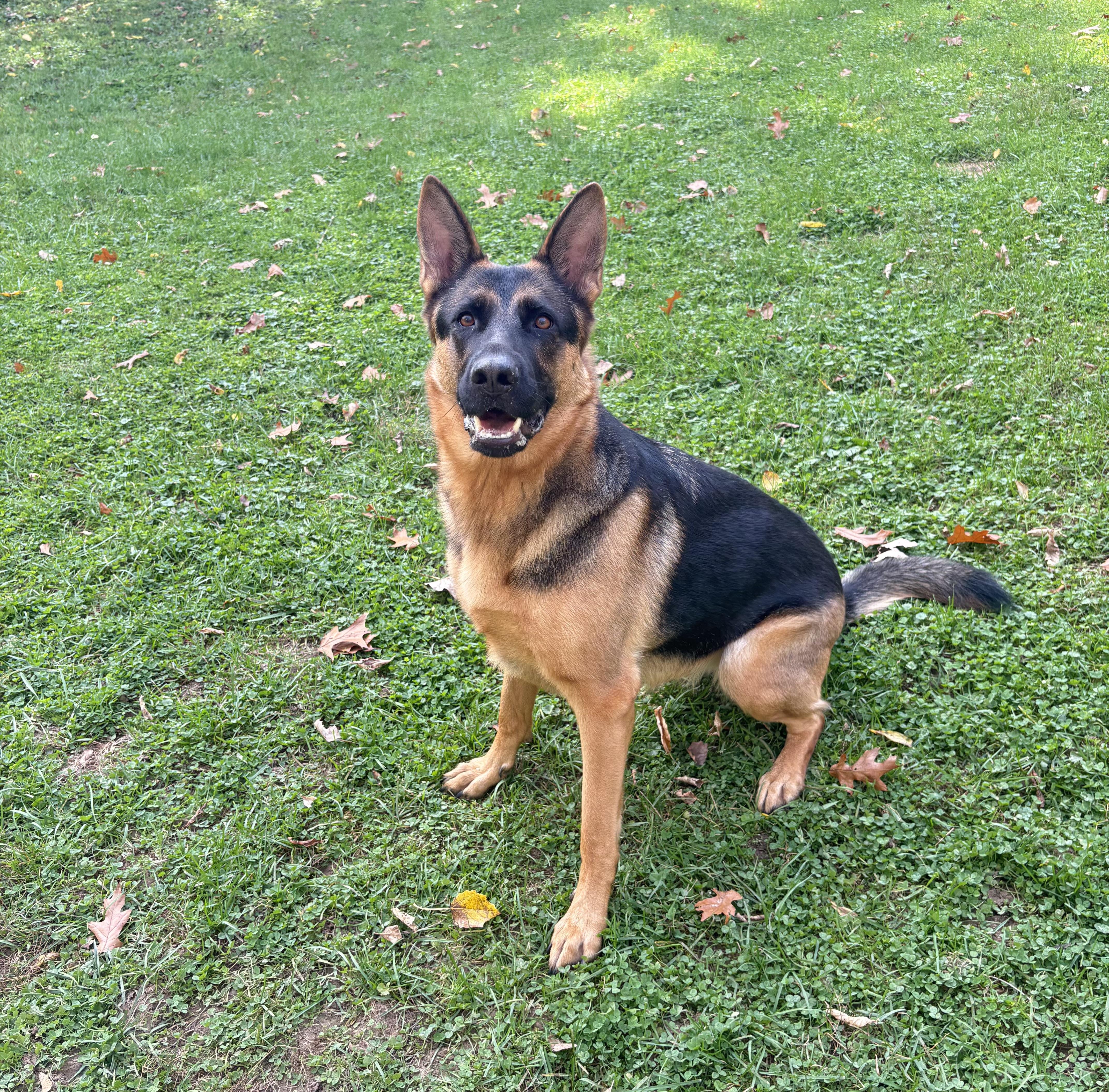 Seaba, Adoptable, Young Female German Shepherd Dog.