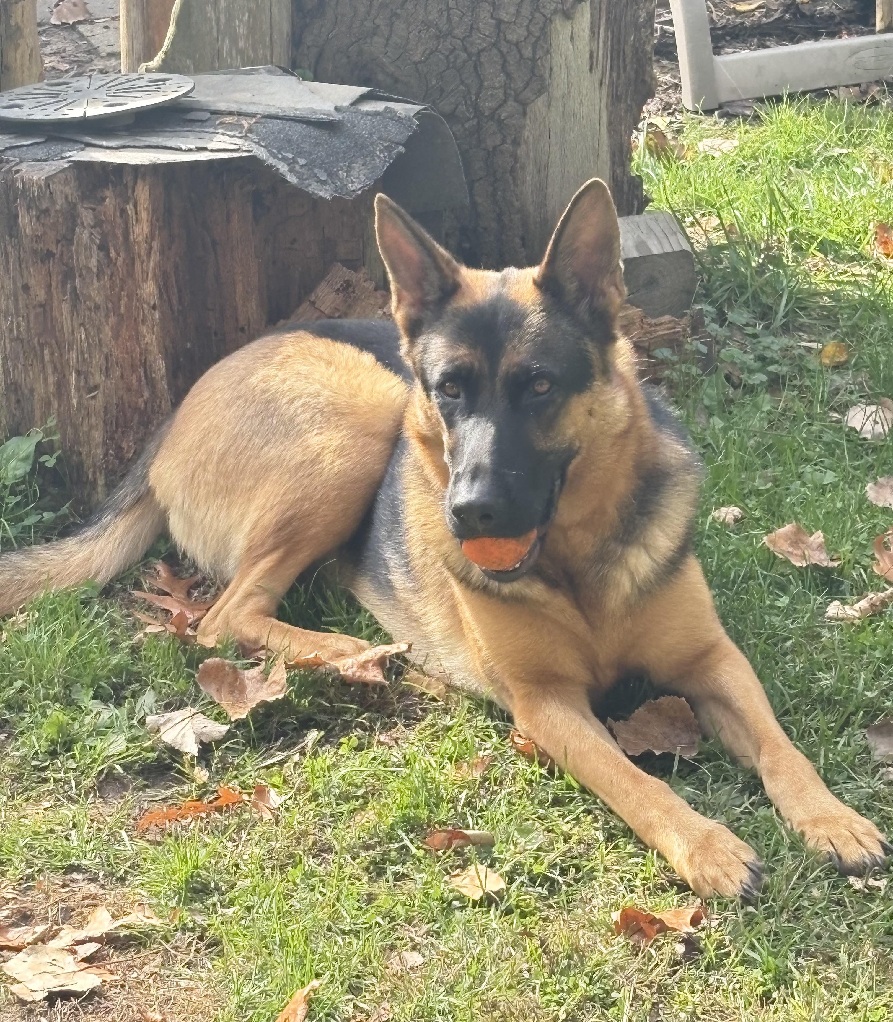 Enlarge Seaba, a Adoptable German Shepherd Dog in White Lake, MI image 2/2