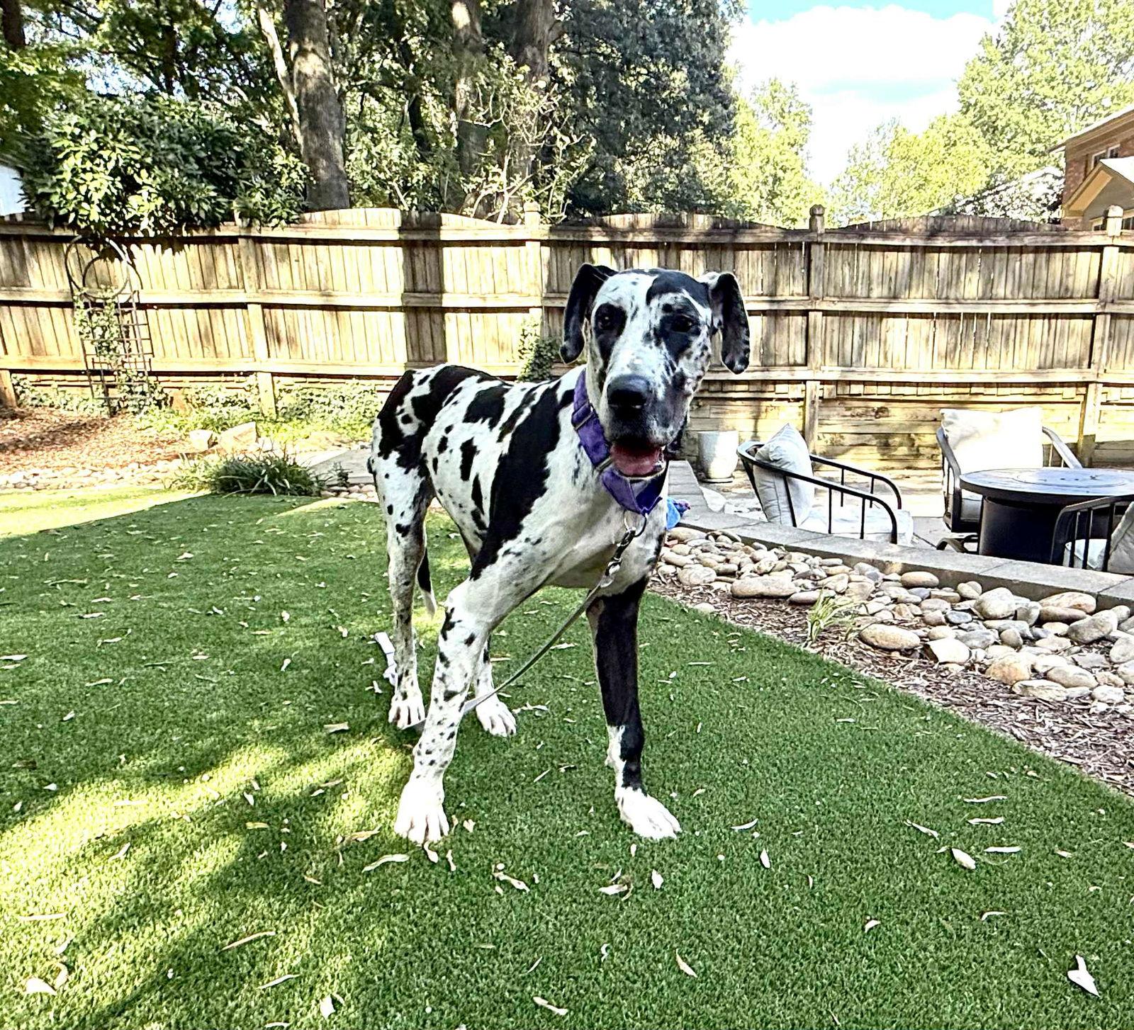 Juniper, Adoptable, Adult Female Great Dane.