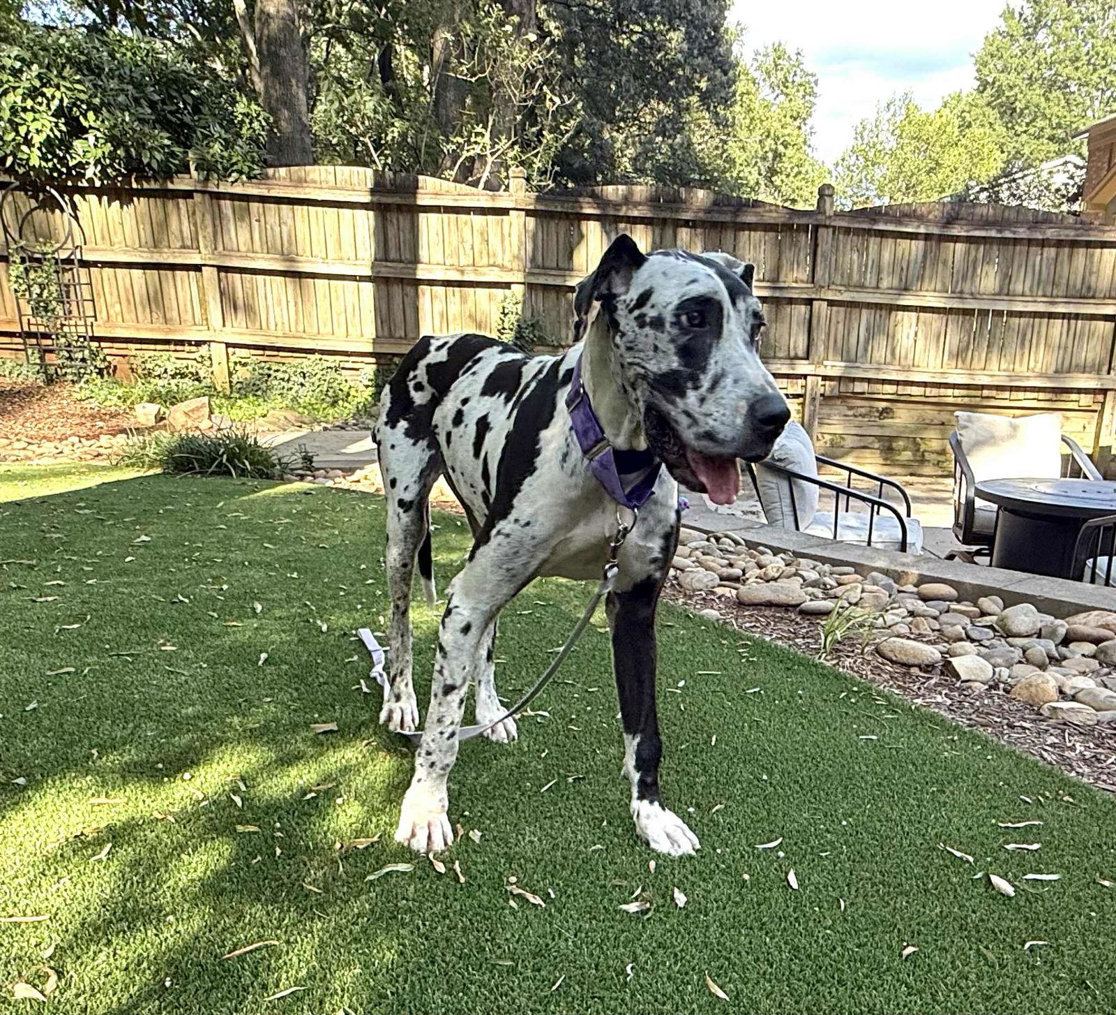 Enlarge Juniper, a Adoptable Great Dane in Iron Station, NC image 2/3