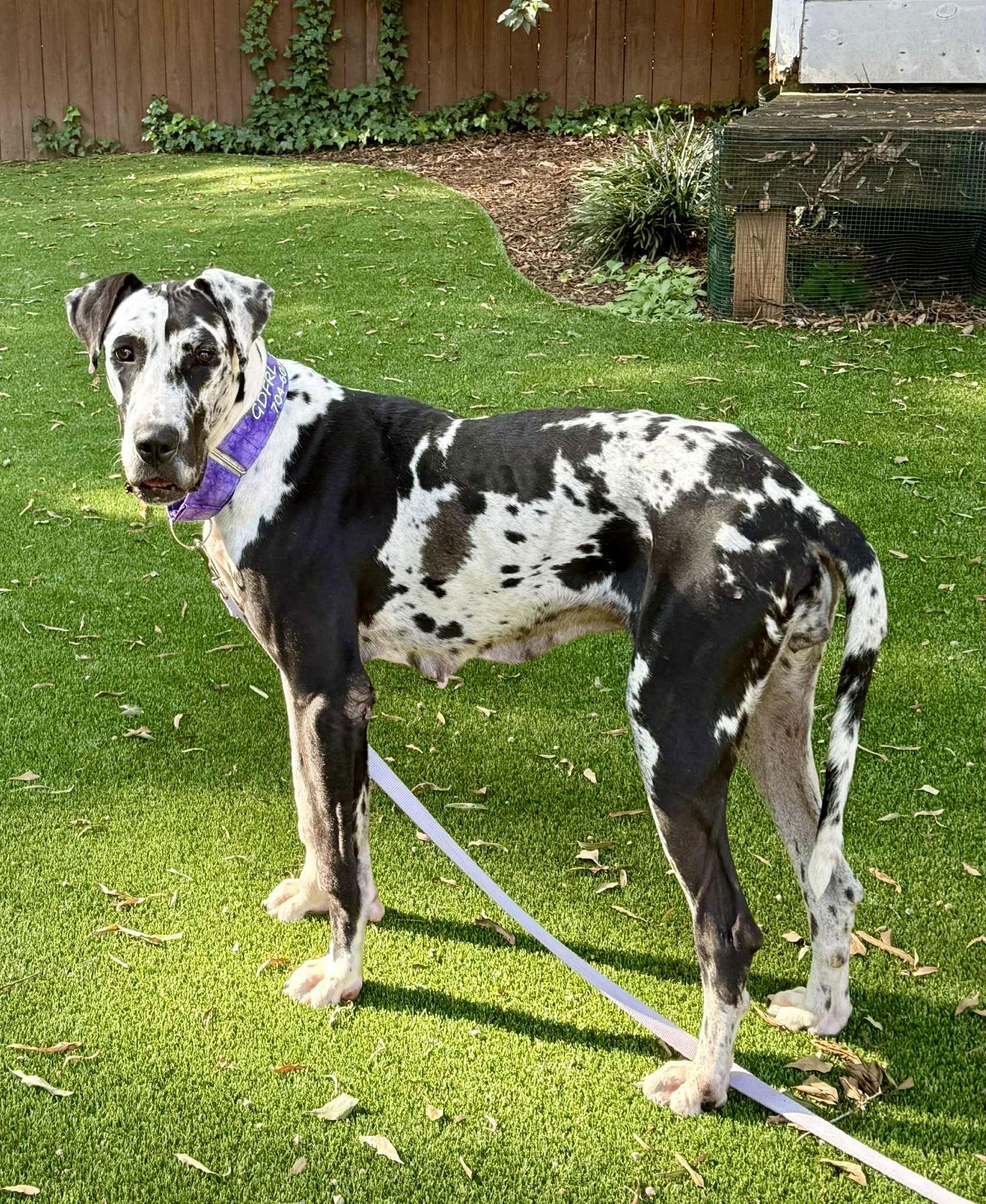 Enlarge Juniper, a Adoptable Great Dane in Iron Station, NC image 3/3