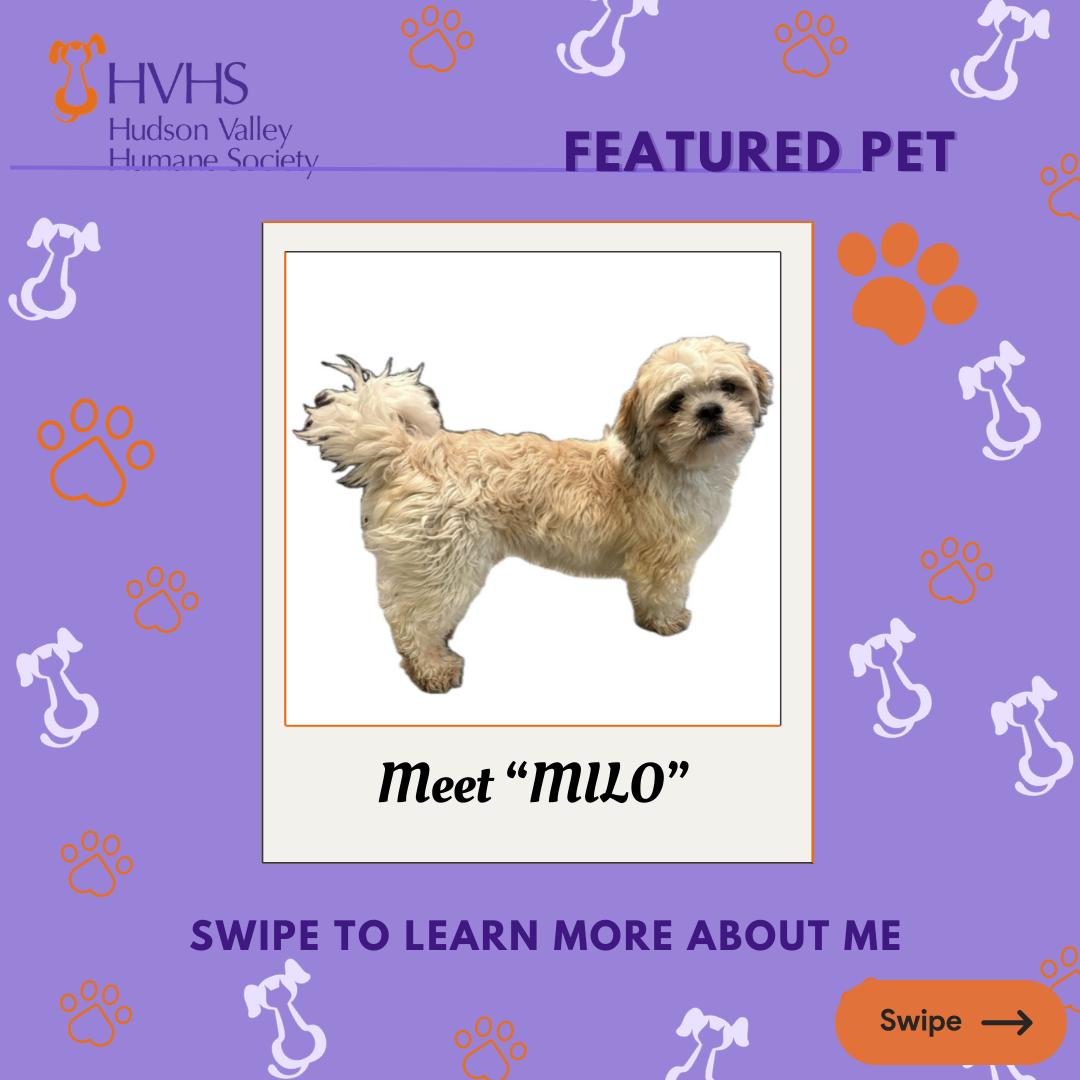 Enlarge MILO, a Adoptable mixed breed in Pomona, NY image 1/2