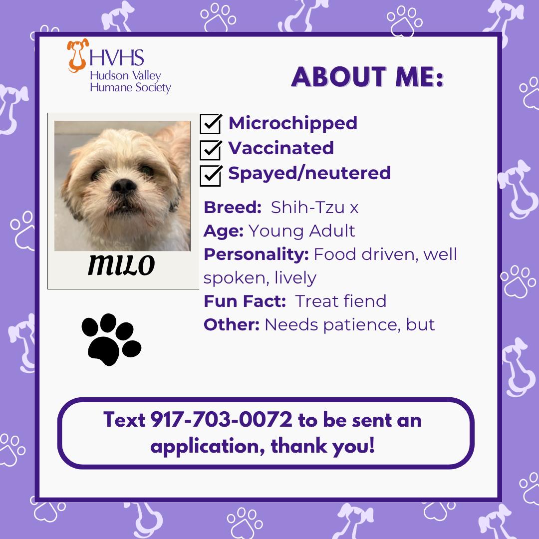 Enlarge MILO, a Adoptable mixed breed in Pomona, NY image 2/2