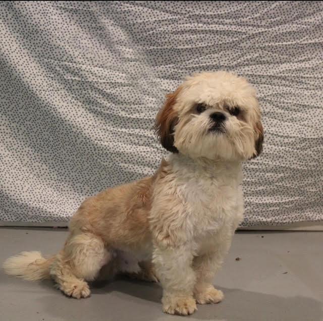 MILO, Adoptable, Adult Male Shih Tzu & Lhasa Apso.