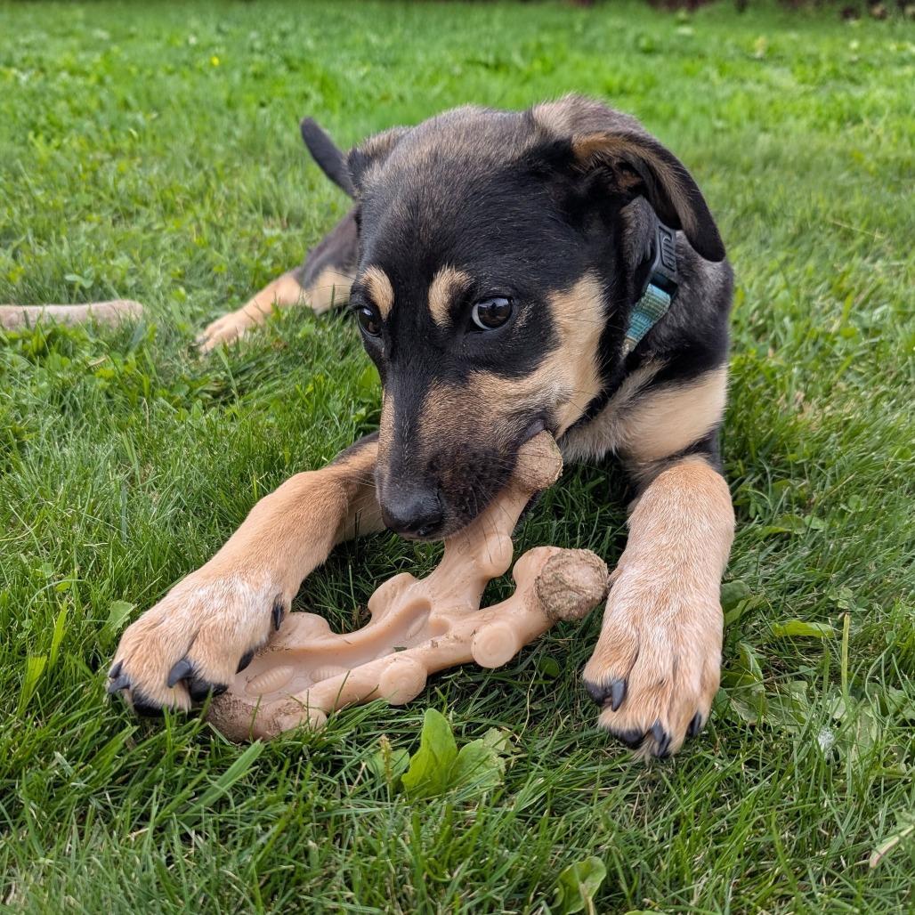 Penny, Adoptable, Puppy Female Labrador Retriever & Mixed Breed.