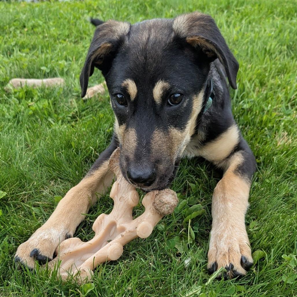 Enlarge Penny, a Adoptable mixed breed in Tomah, WI image 2/6