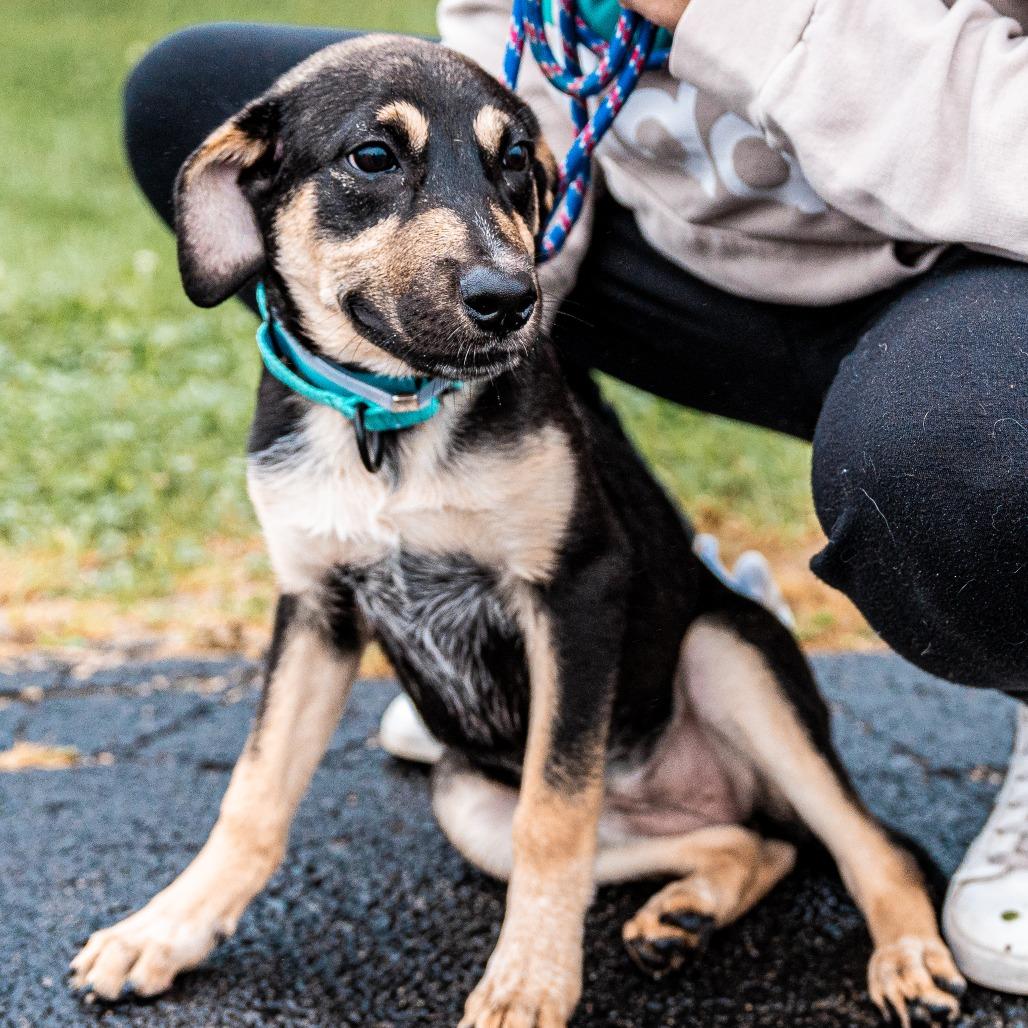 Enlarge Penny, a Adoptable mixed breed in Tomah, WI image 3/6