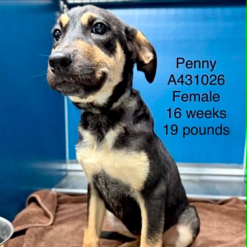 Enlarge Penny, a Adoptable mixed breed in Tomah, WI image 4/6