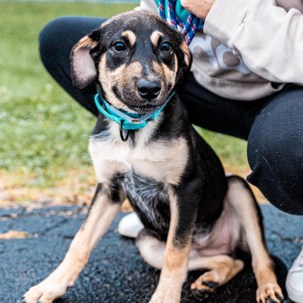 Enlarge Penny, a Adoptable mixed breed in Tomah, WI image 5/6