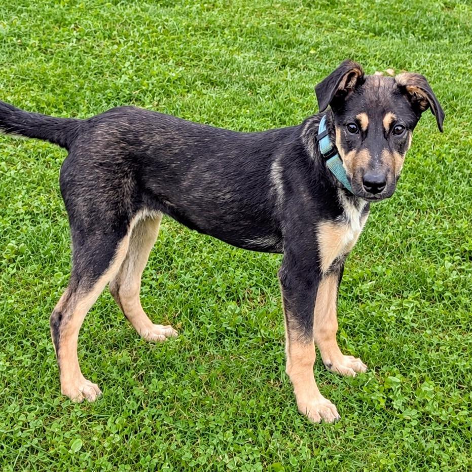 Enlarge Penny, a Adoptable mixed breed in Tomah, WI image 6/6