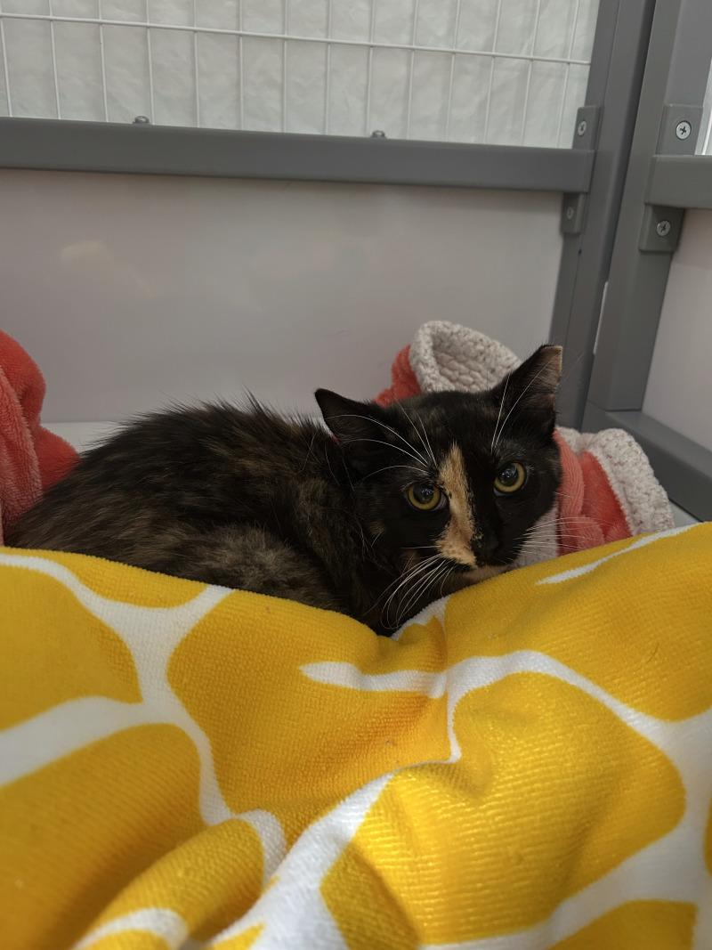Enlarge Cassie, a Adoptable Domestic Short Hair in Diamond Springs, CA image 1/1